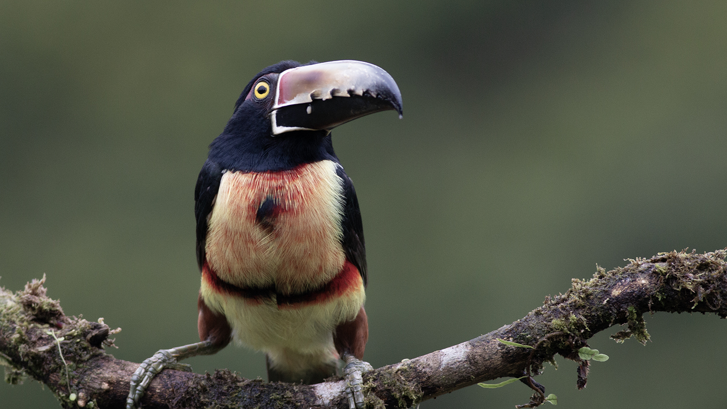 Collared Aracari